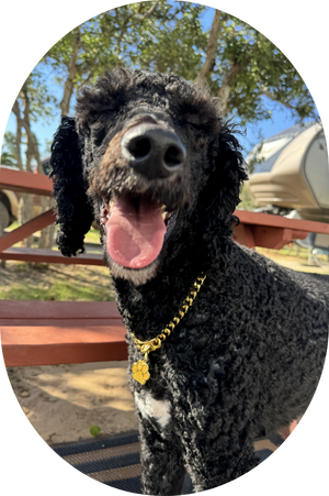 Happy dog at Inez Spring pet-friendly RV Park